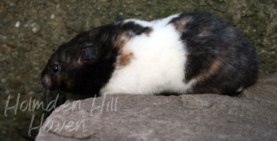 Cirri- Black Tortoiseshell and White (Banded) Shorthaired